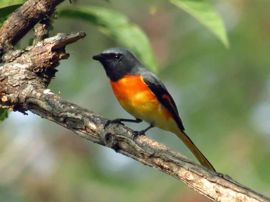 little minivet